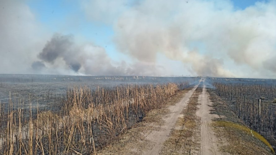 Se quemaron más de 300 hectáreas de campo en voraz incendio forestal