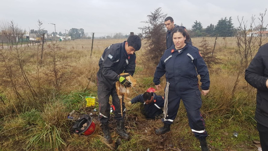 Bomberos rescataron a un gato que estaba atrapado en una alcantarilla