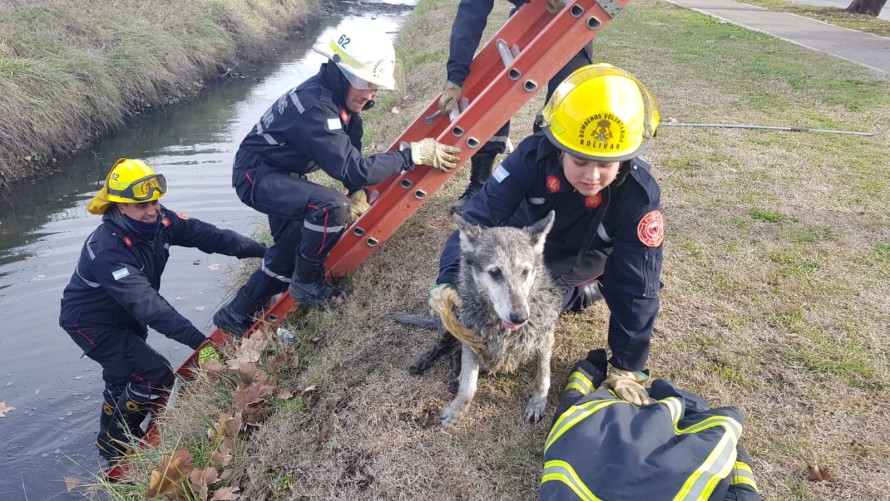 Rescataron a una perra que cayó al zanjón de las vías del ferrocarril