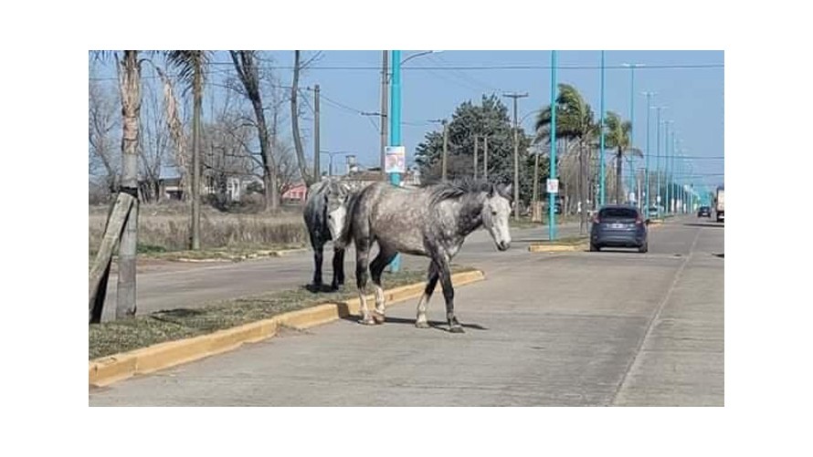 Denuncian la presencia de caballos sueltos en plena avenida