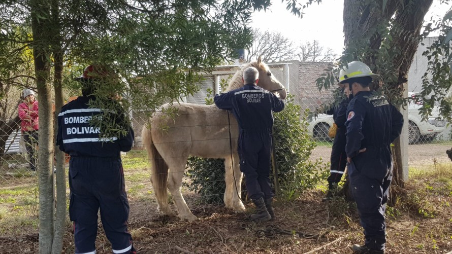 Rescataron a un caballo atrapado en el barrio Club Argentino