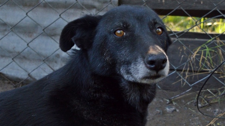 Sapaab: la historia de Mulata, la perra que estuvo 11 años en el refugio y por fin fue adoptada