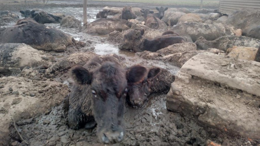 Maltrato animal: vacas y terneros mueren de sed en un campo