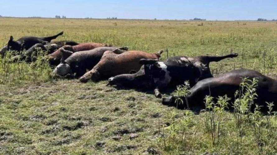 Murieron 24 vacas en 72 horas por intoxicación hídrica en un campo de Urdampilleta