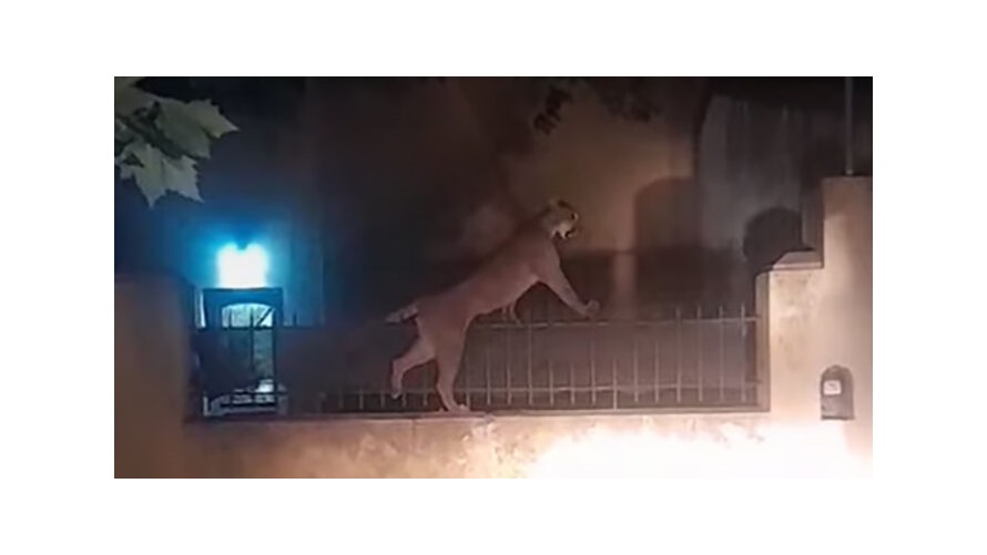 Sorpresa: capturan a un puma que andaba suelto por las calles de Necochea