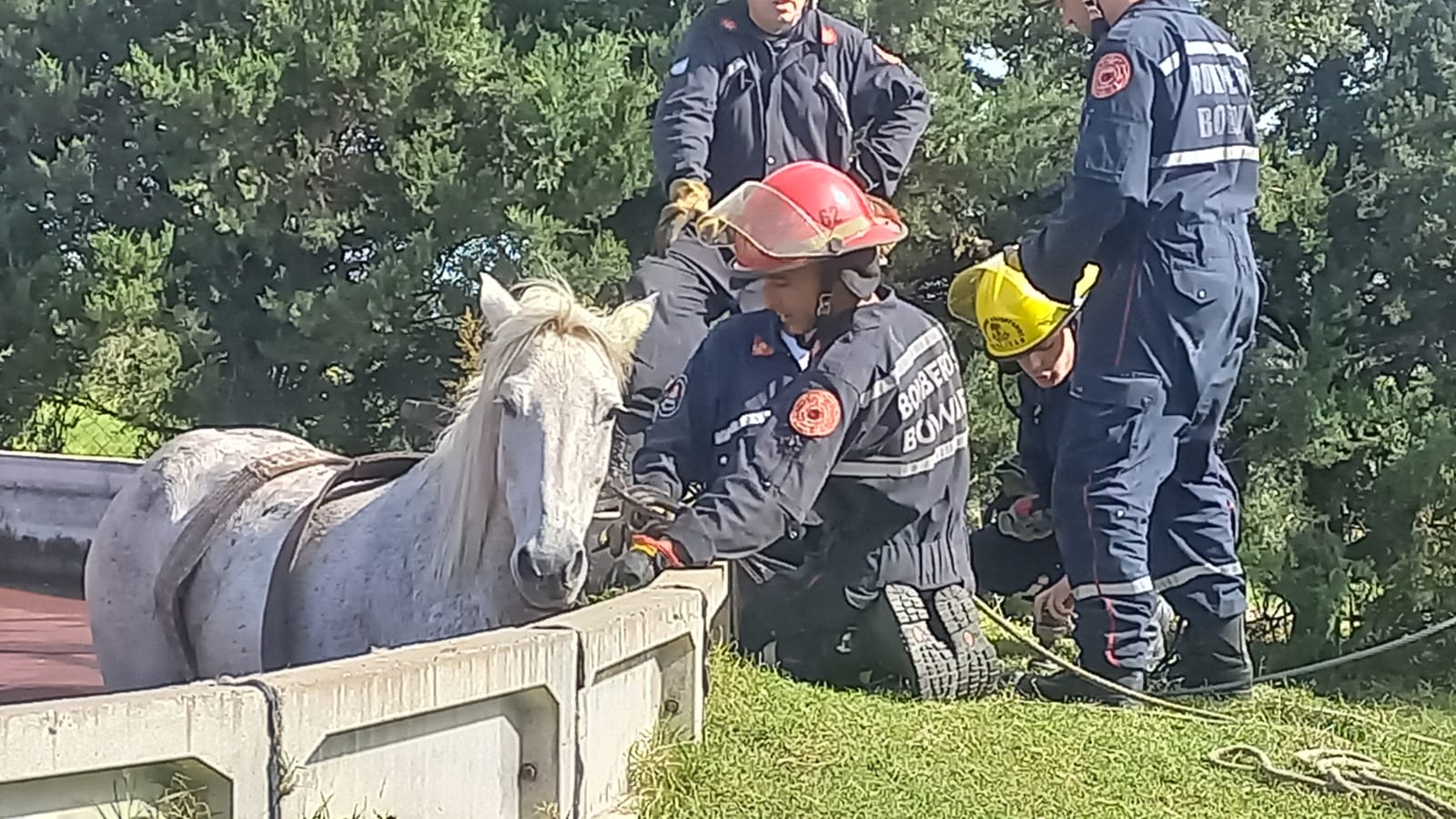 Bomberos rescataron a una yegua que había caído en un tanque