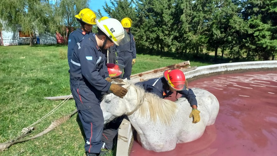 Bomberos rescataron a una yegua que había caído en un tanque