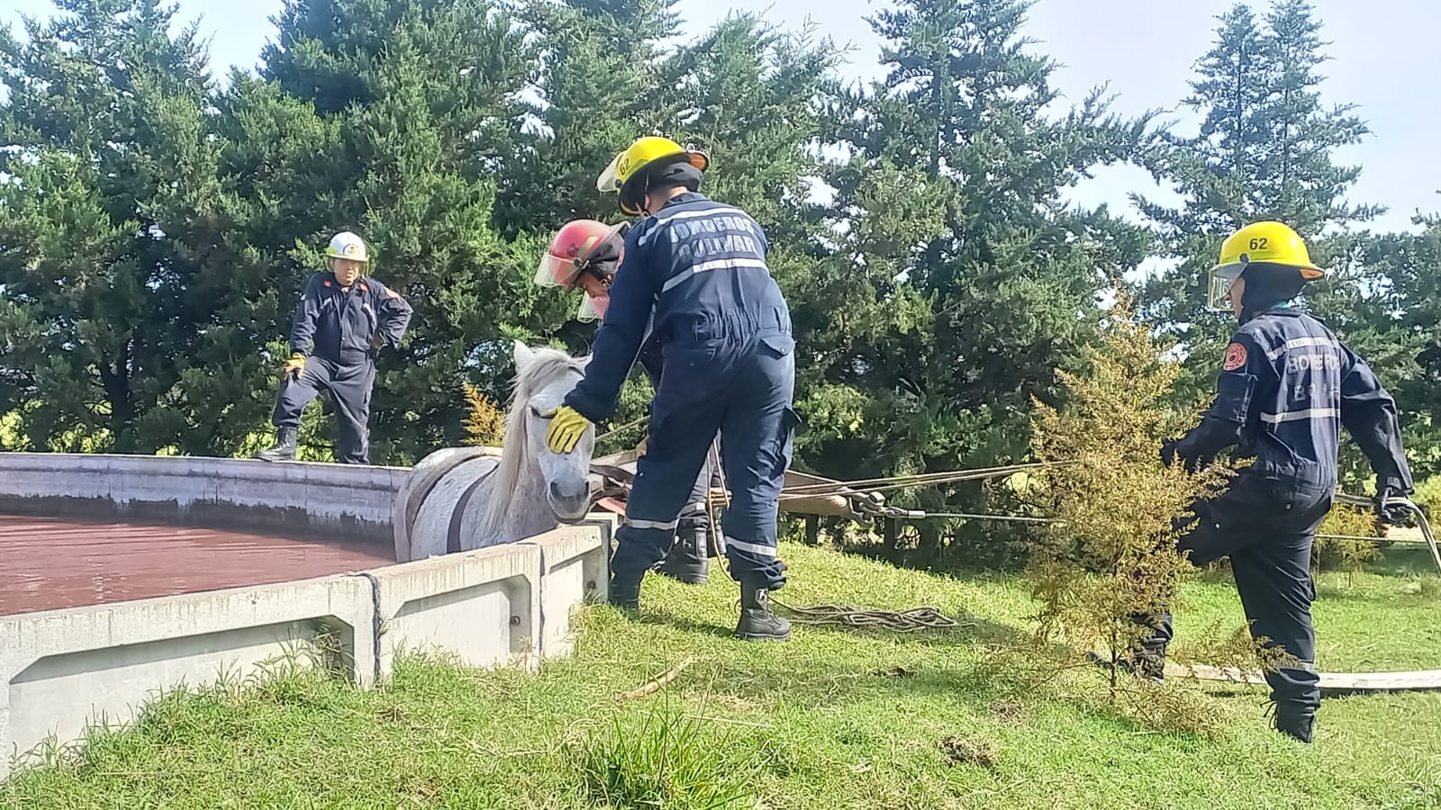 Bomberos rescataron a una yegua que había caído en un tanque