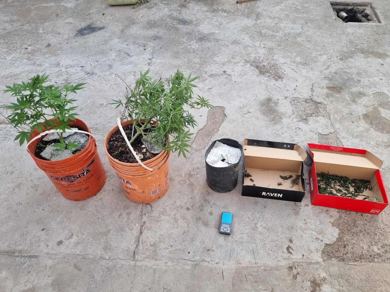 Allanaron un domicilio por abigeato y encontraron plantas de marihuana