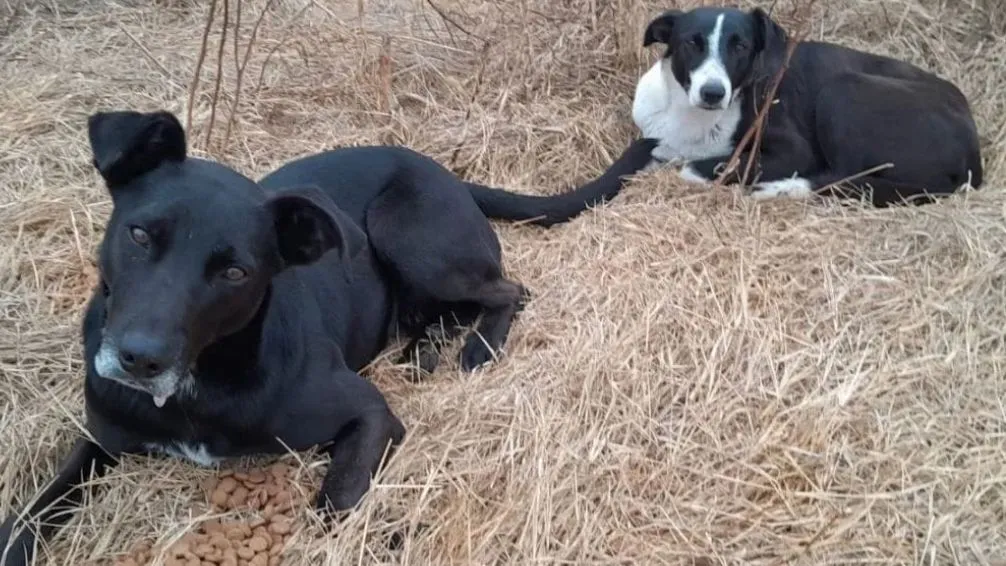 Un hogar para dos: Gin y Tonic buscan una familia