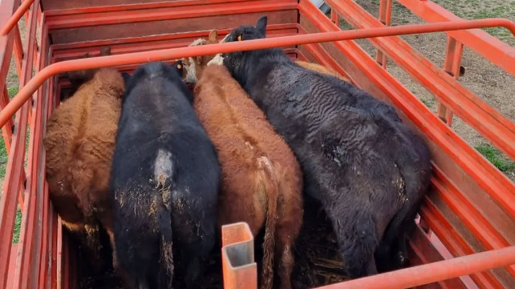 Recuperaron seis vacunos que habían sido robados en dos establecimientos linderos