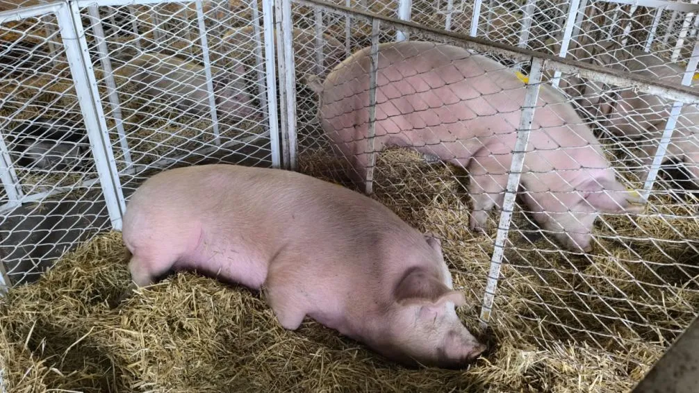 Los porcinos llegaron a la Expo