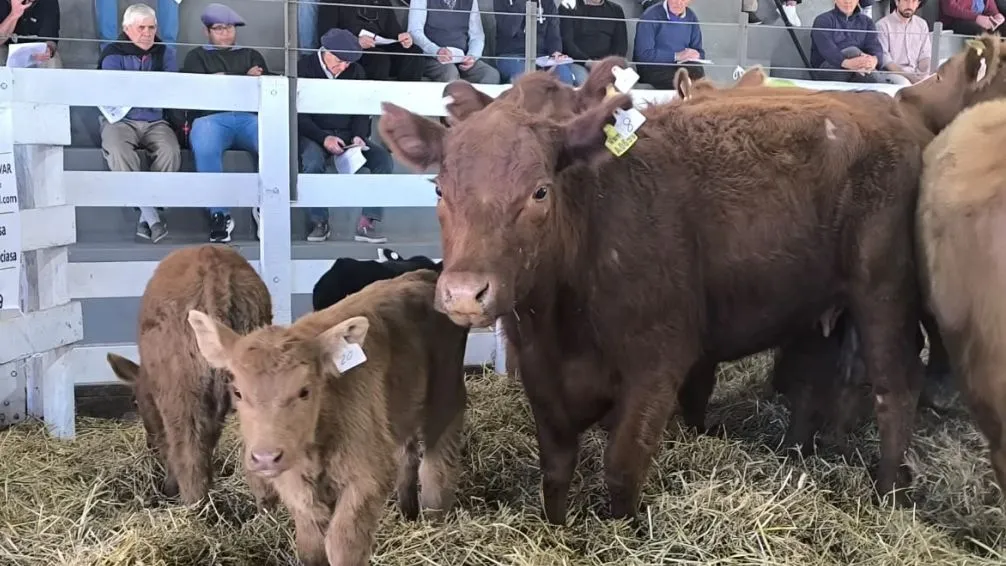 Exitoso remate de vientres en la 95ª Expo Rural de Bolívar