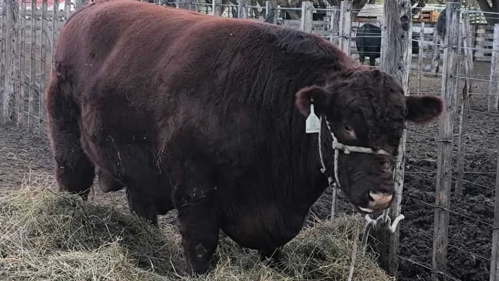 Gran Campeón Macho en la Exposición de Palermo.