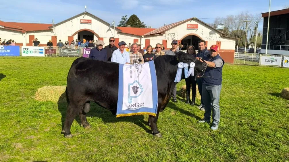 Los grandes campeones Angus son de dos cabañas bolivarenses