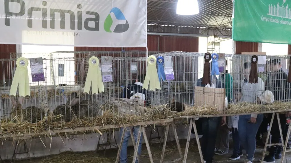  La Exposición Rural de Bolívar eligió a los conejos grandes campeones