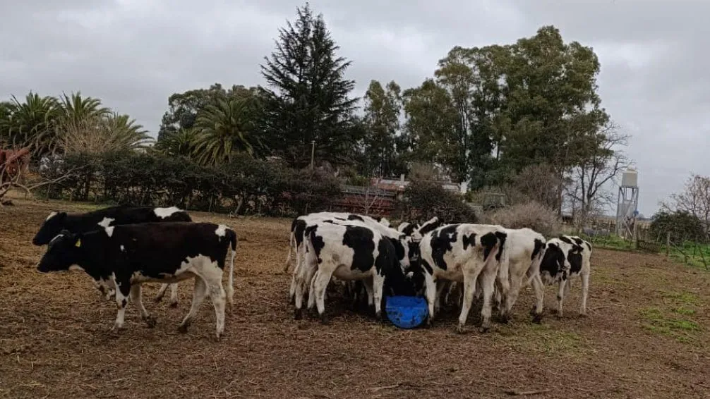 Buscan a 11 vaquillonas Holando que faltan en un campo