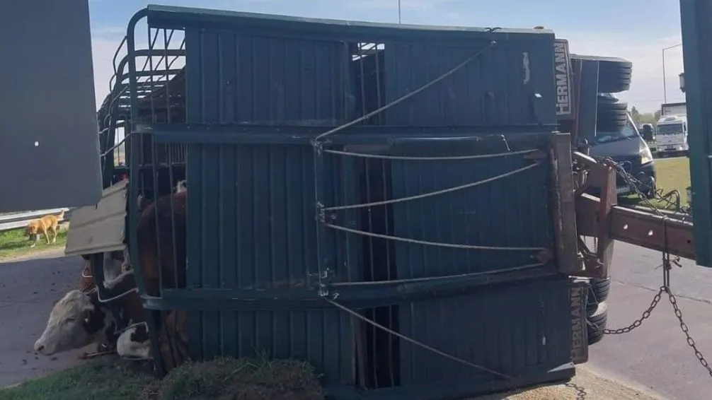 Volcó un camión con hacienda y los animales quedaron atrapados