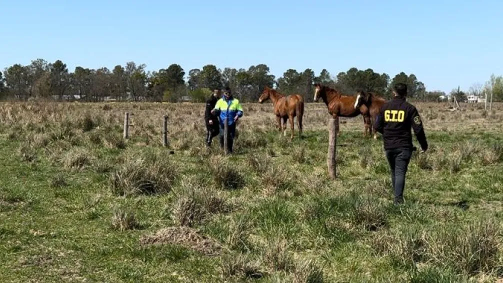 Secuestraron 11 caballos en la vía pública