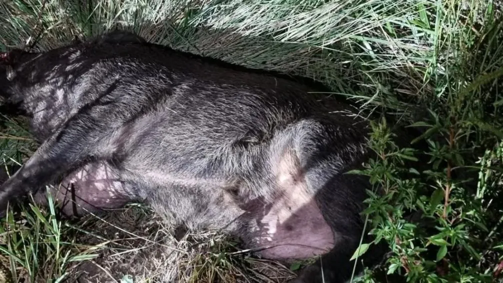 Accidente en Ruta 65: una mujer hospitalizada tras impactar contra un chancho