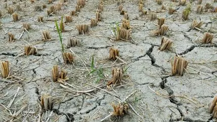 Nación declaró la emergencia agropecuaria para Bolívar y otros 50 partidos de la provincia